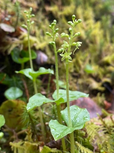 Heartleaf Twayblade