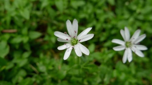 Forest Starwort