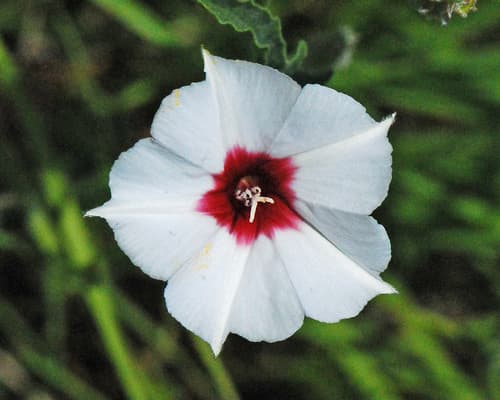 Texas Bindweed Flower