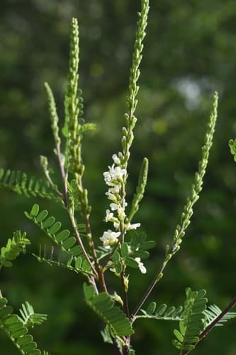 Texas Kidneywood