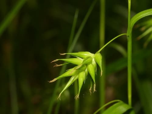 northern long sedge