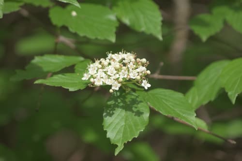 Downy Arrowwood Bonsai