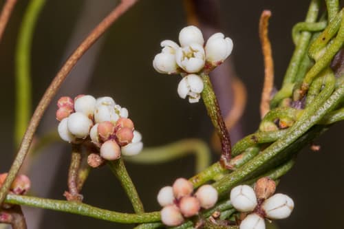 Slender Devil's Twine