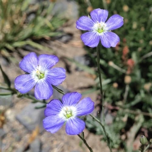 Australian Flax Bonsai