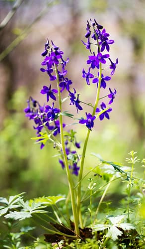 Dwarf Larkspur