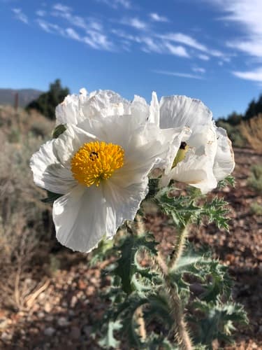 Flatbud Prickly Poppy