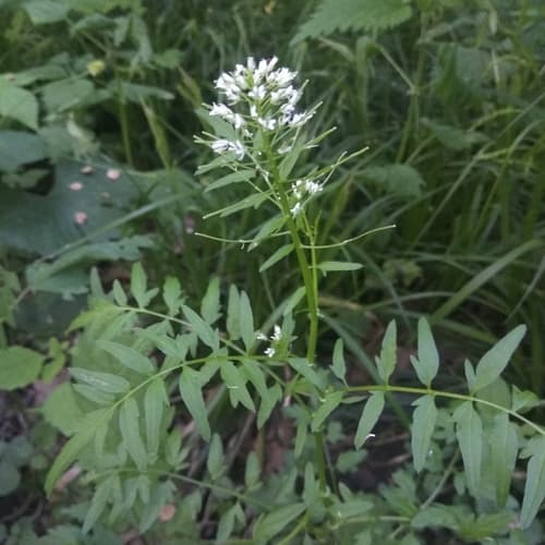 Narrow-leaved Bittercress