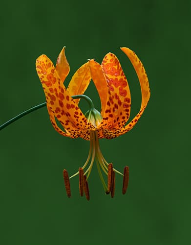 Humboldt's Lily