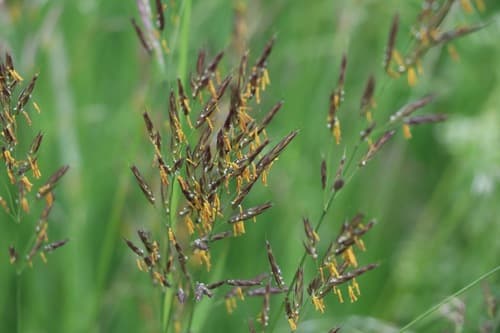 Procumbens Juniper Bonsai