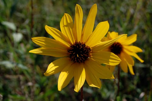 Stiff Sunflower