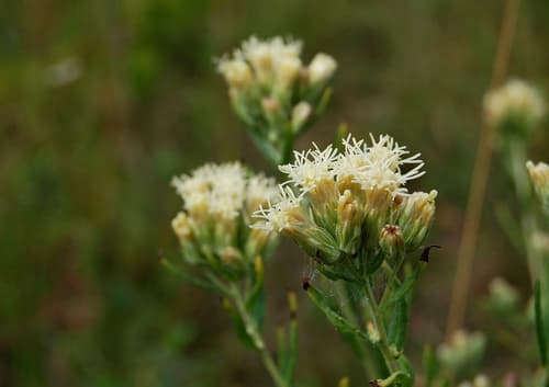 False Boneset