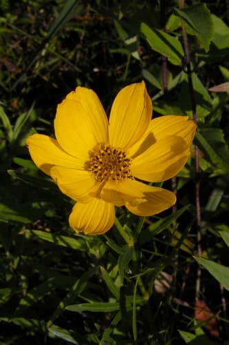 Prairie Coreopsis
