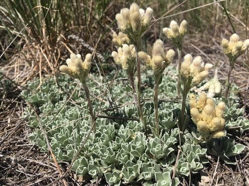 Small-leaf Pussytoes