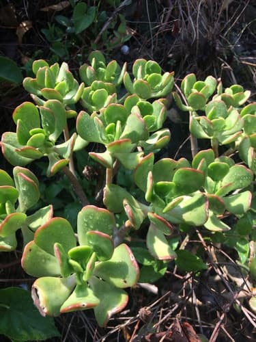 Tree Stonecrop Bonsai