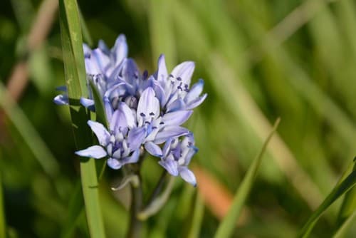 Spring Squill