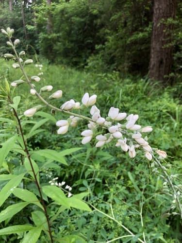 Thick-pod White Wild Indigo