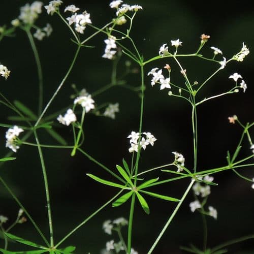 shining bedstraw