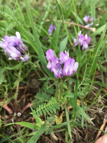 Field Milkvetch