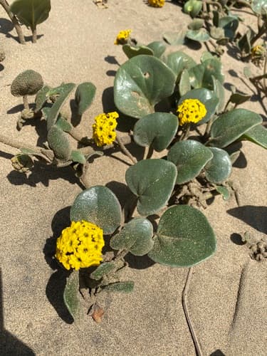 Yellow Sand Verbena