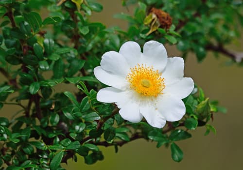 Macartney's Rose Bonsai