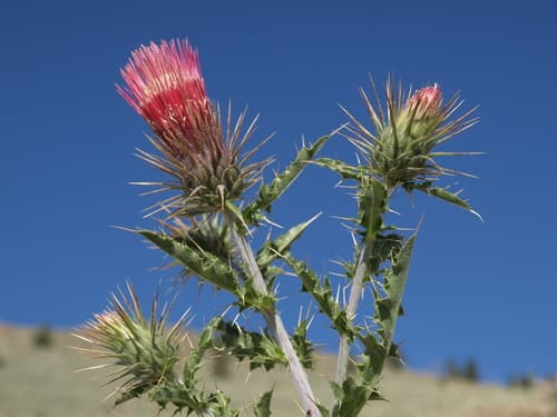 Arizona Thistle Bonsai