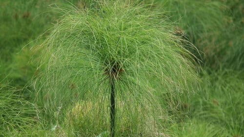 Papyrus Sedge