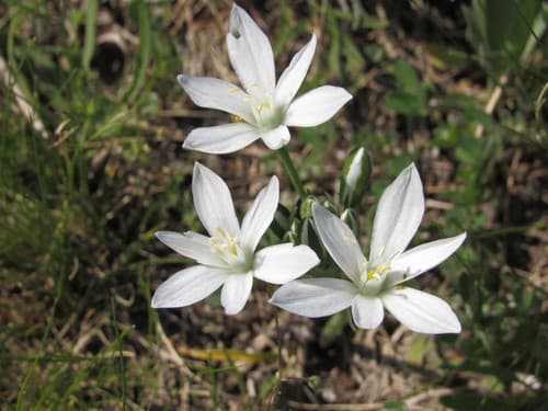 Straight-leaved Star of Bethlehem