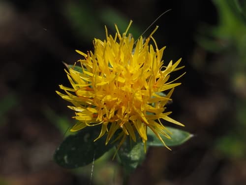 Safflower