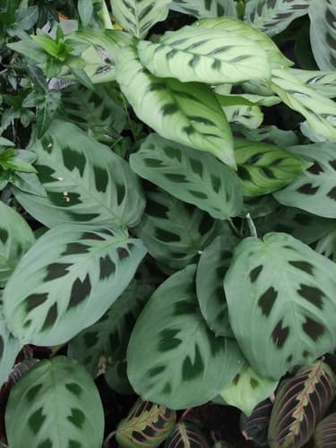 Prayer Plant