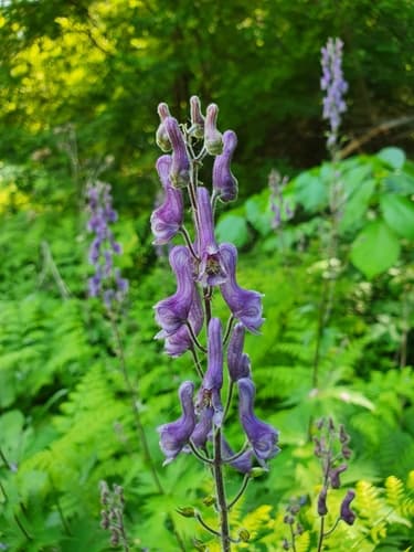 Northern Wolfsbane