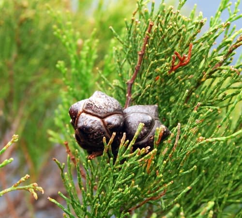 Oyster Bay cypress-pine Bonsai