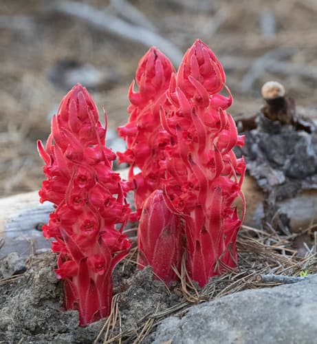 Snowplant