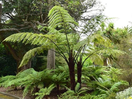 Black Tree Fern Bonsai