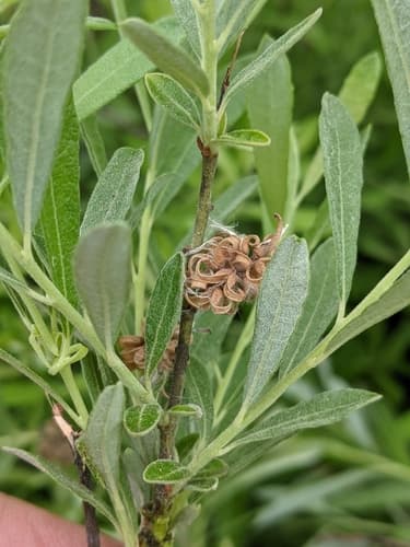 Prairie Willow Bonsai