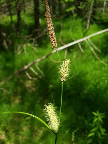 Woolly Sedge Bonsai (Conceptual)