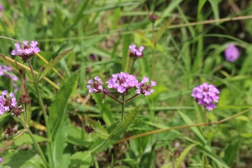 Slender Vervain