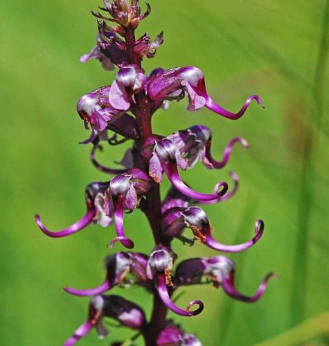 Elephant's-Head lousewort