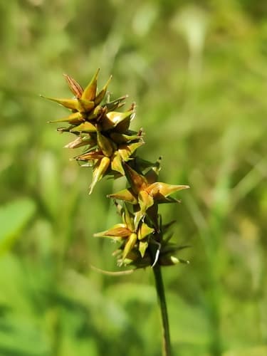 Spiked Sedge