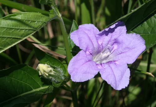 Smooth Ruellia Bonsai Specimen