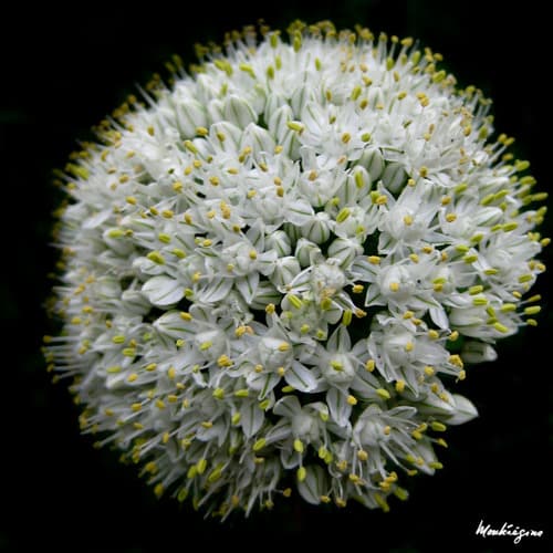 Common Onion Flower