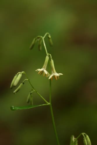 Tall Rattlesnake Root