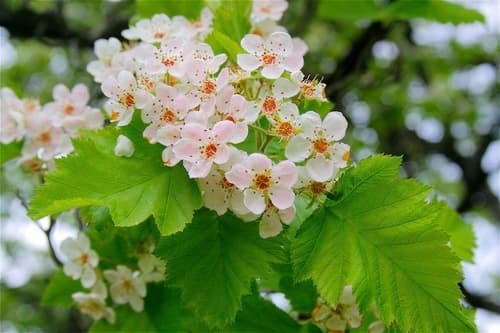 Downy Hawthorn