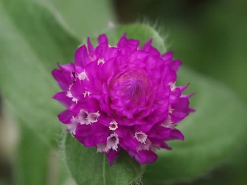 Globe Amaranth