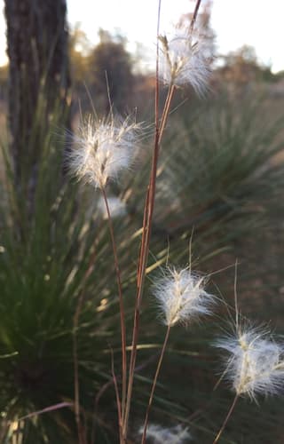 Splitbeard Bluestem