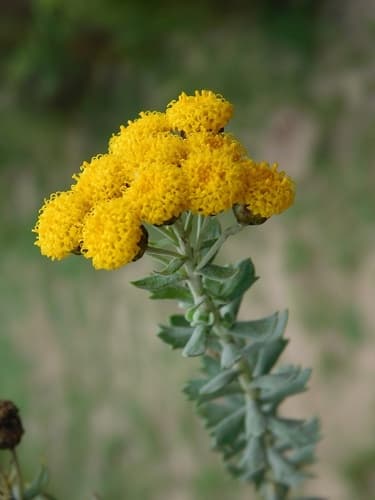 Three-tooth Kanniedood