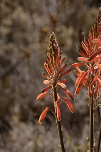 Highveld Spotted Aloe