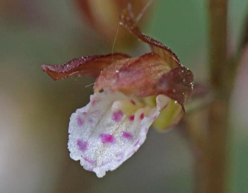 Spring Coralroot
