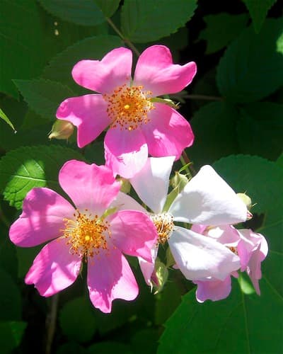 Climbing Prairie Rose