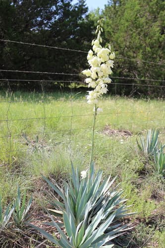 Pale Yucca