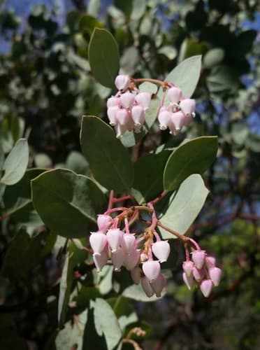 Whiteleaf Manzanita